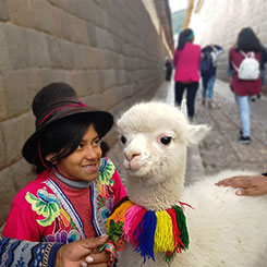 alpaca cusco street